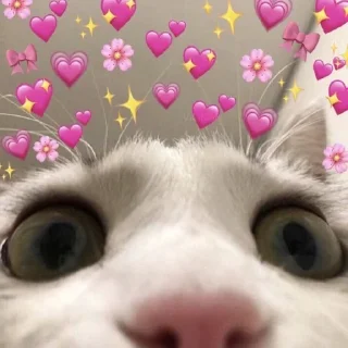 🙀