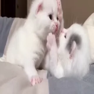 🐈