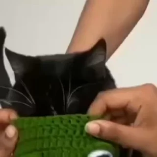 🐸