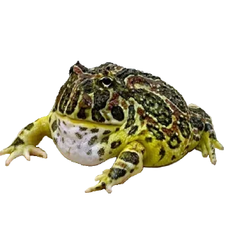🐸