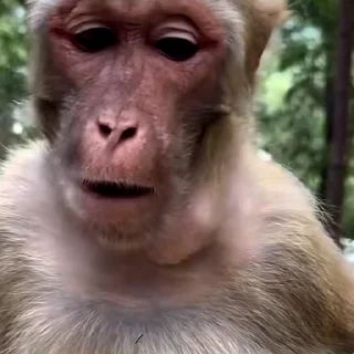 🙉