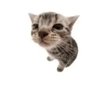 😿