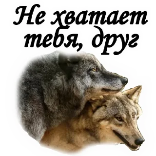 🐺