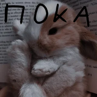 🐰
