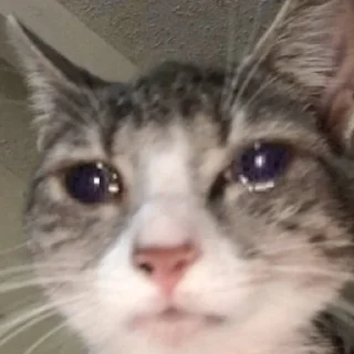 🥺