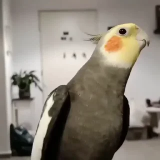🤩