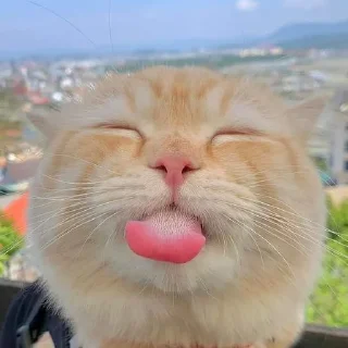 😜