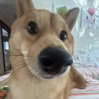 🐶
