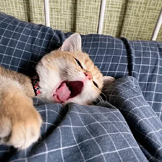 😴