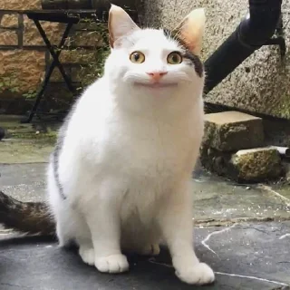 😶
