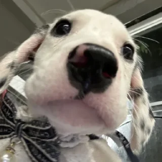 🐾
