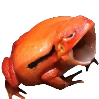 🐸
