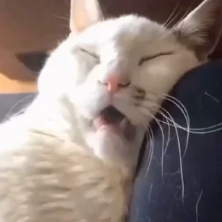 🐈