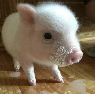 😋