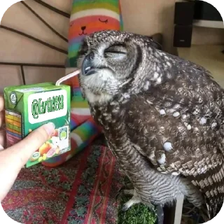 🦉