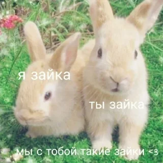 🐇
