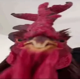 🐔