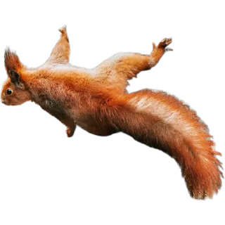 🐿️