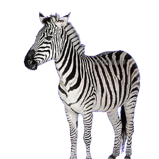 🦓