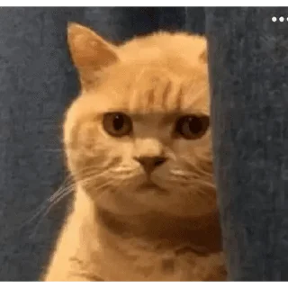 🐱