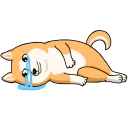 😿