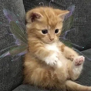 🥺