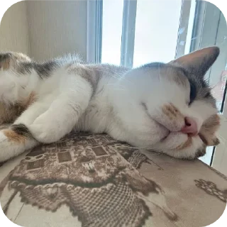 🐱