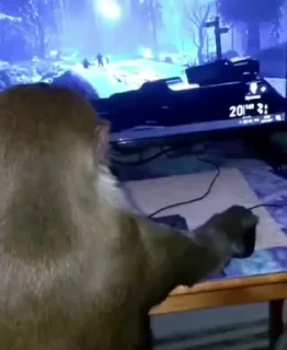 🐵