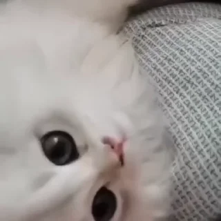 🥺