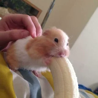 🐹