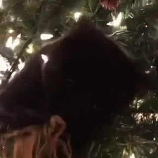 🌟