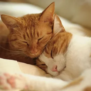 🐈