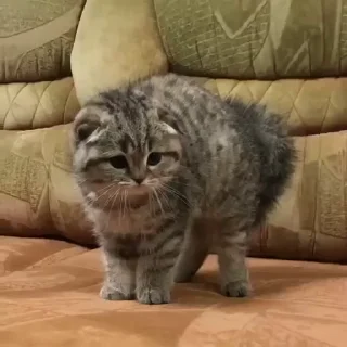 🐈‍⬛