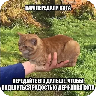 🐱