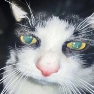 🐟
