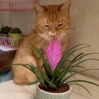 🐈
