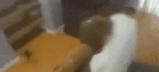 🎉
