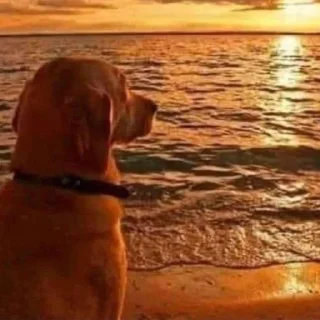 🐶