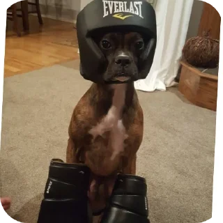 🐶