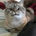 😺