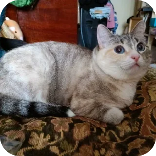 🐱