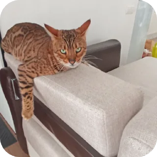 🐱