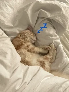 💤