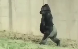 🦍