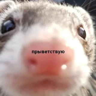 ✌️