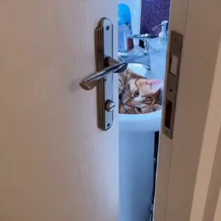 🐈