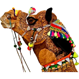 🐪