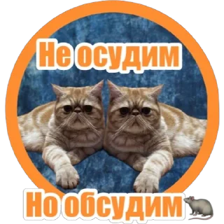 Фокс🐈