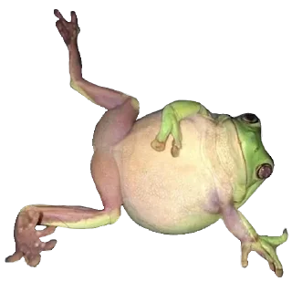 🐸