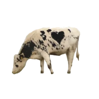 🐄